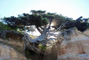 Tree of Life Tree of Me Kalaloch Manifest Your Dreams